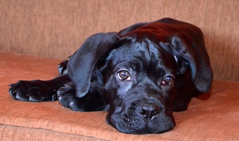 Blaski i cienie życie z Maćkiem Cane Corso!!!!
